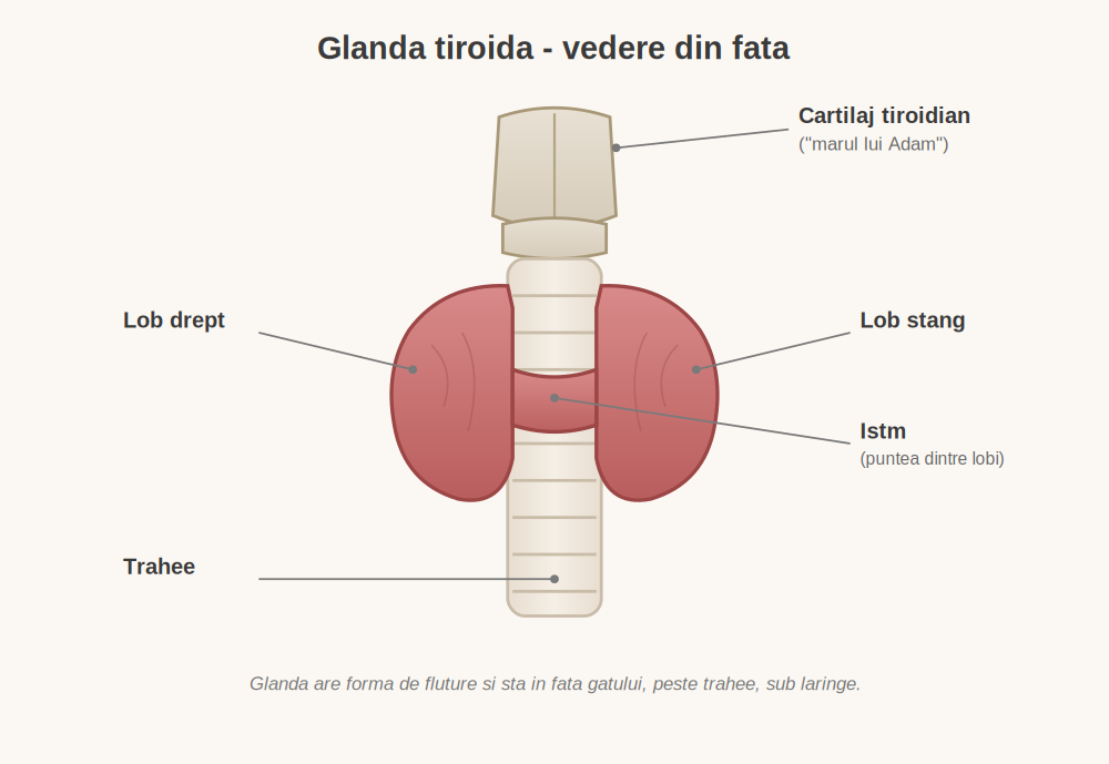 Glanda tiroidă, vedere din față