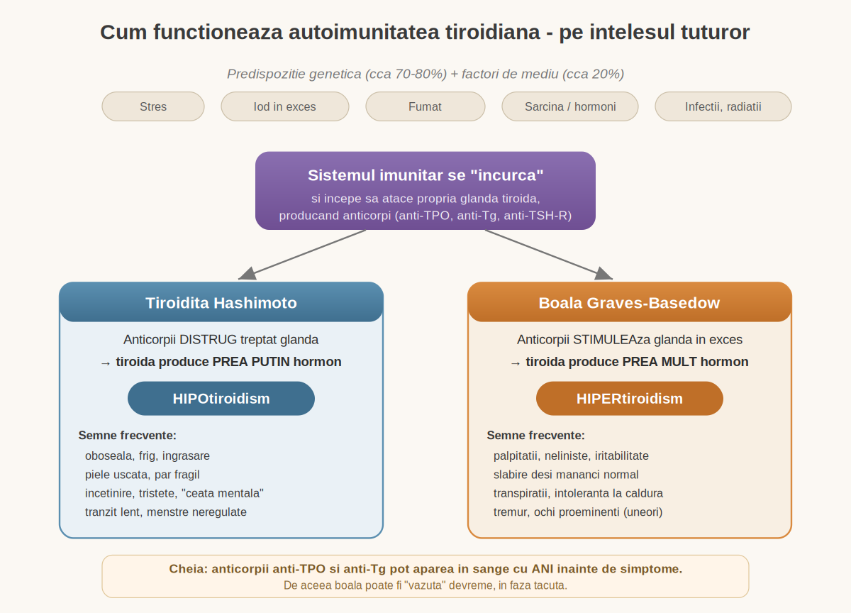 Schema simplificată a autoimunității tiroidiene, Hashimoto față de Graves